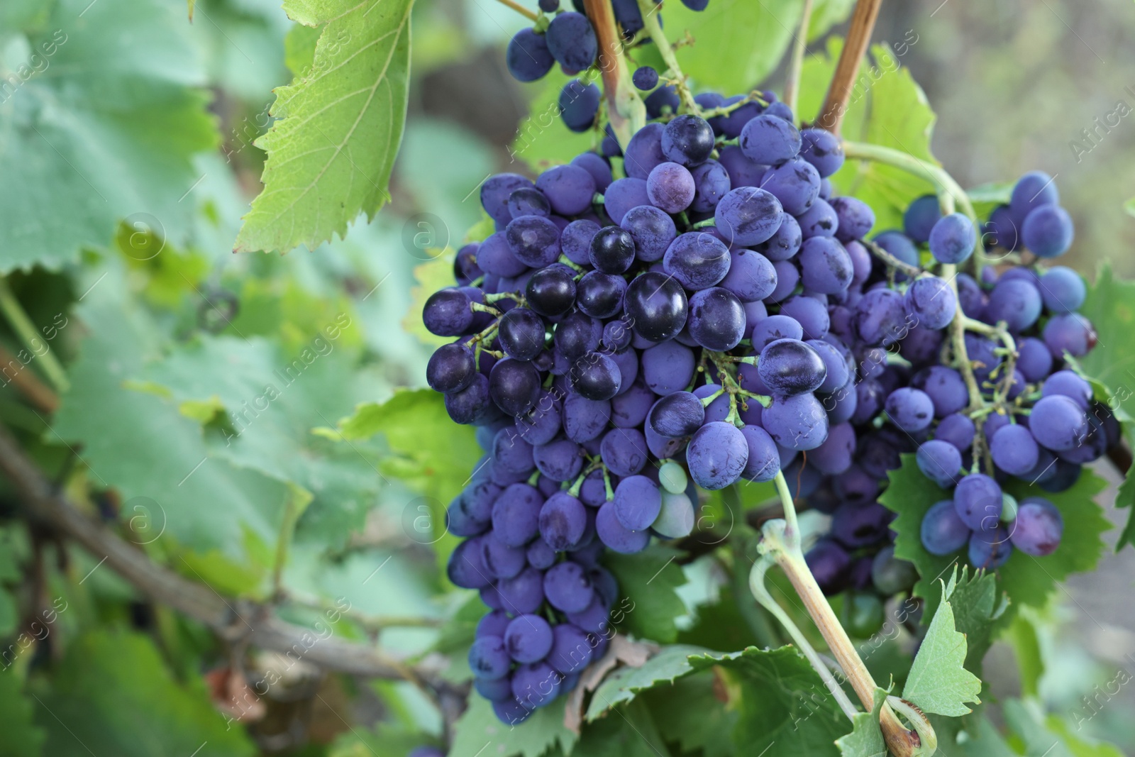 Photo of Ripe juicy grapes growing in vineyard outdoors, closeup