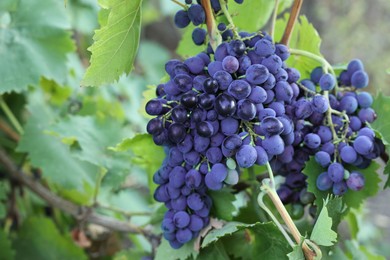 Photo of Ripe juicy grapes growing in vineyard outdoors, closeup