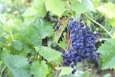 Photo of Ripe juicy grapes growing in vineyard outdoors