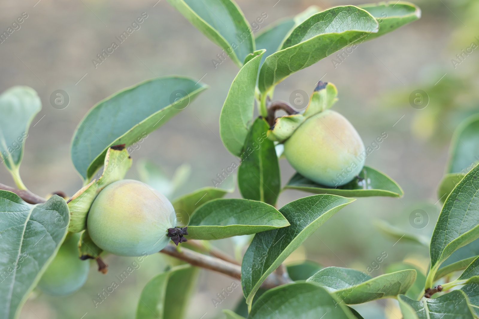 Photo of Unripe persimmons growing on tree in garden outdoors, closeup