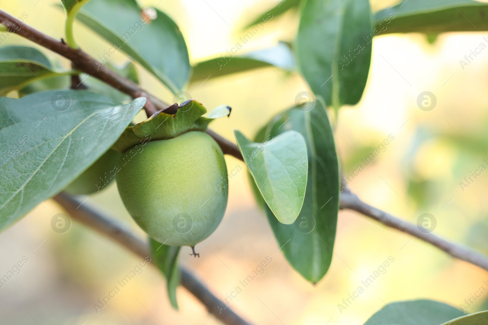 Photo of Unripe persimmon growing on tree in garden outdoors, closeup