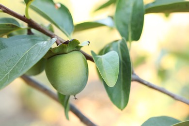 Photo of Unripe persimmon growing on tree in garden outdoors, closeup