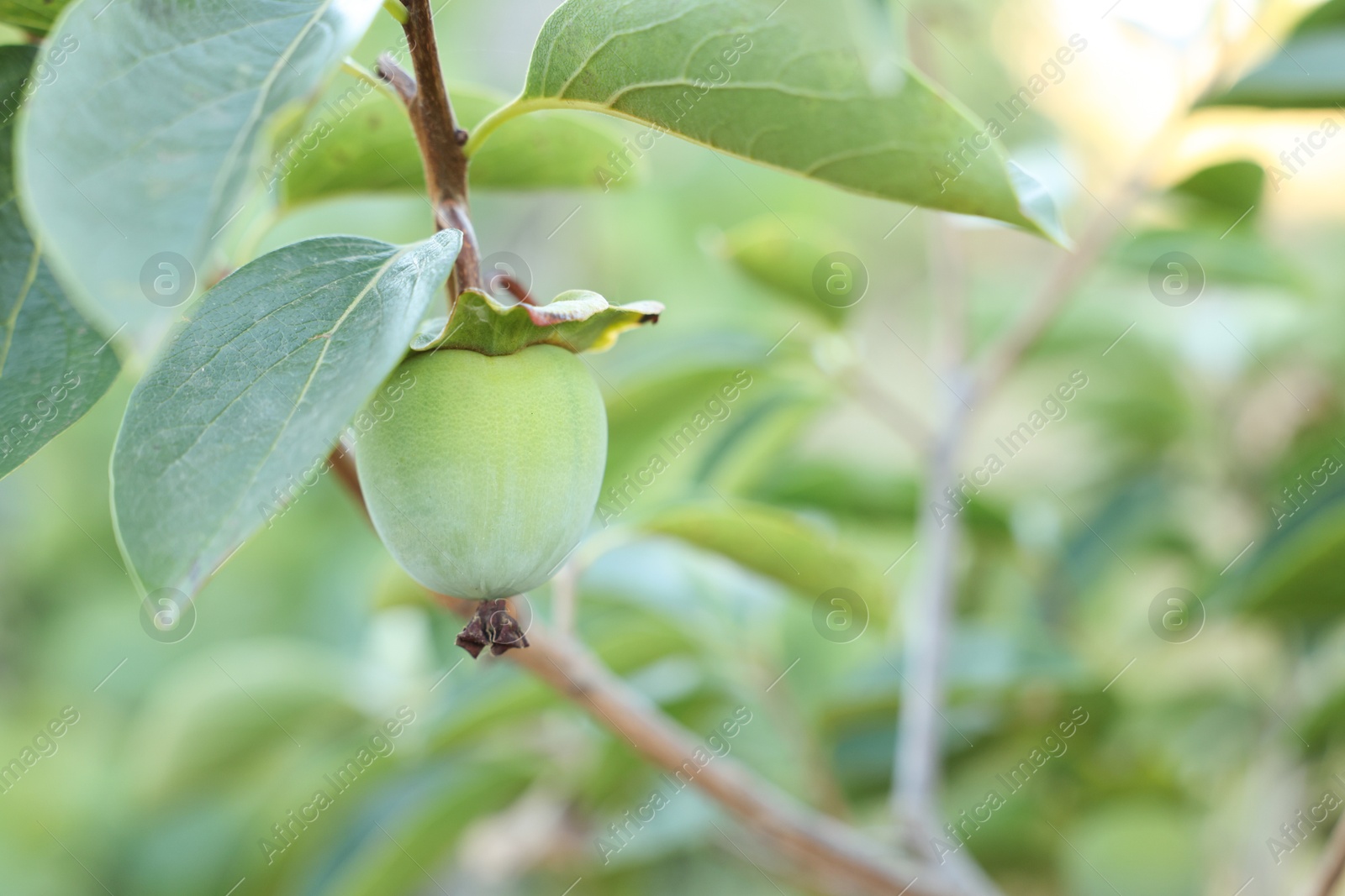 Photo of Unripe persimmon growing on tree in garden outdoors, closeup. Space for text