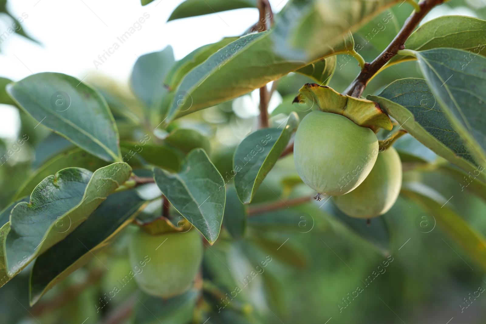 Photo of Unripe persimmons growing on tree in garden outdoors, closeup