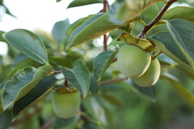 Photo of Unripe persimmons growing on tree in garden outdoors, closeup