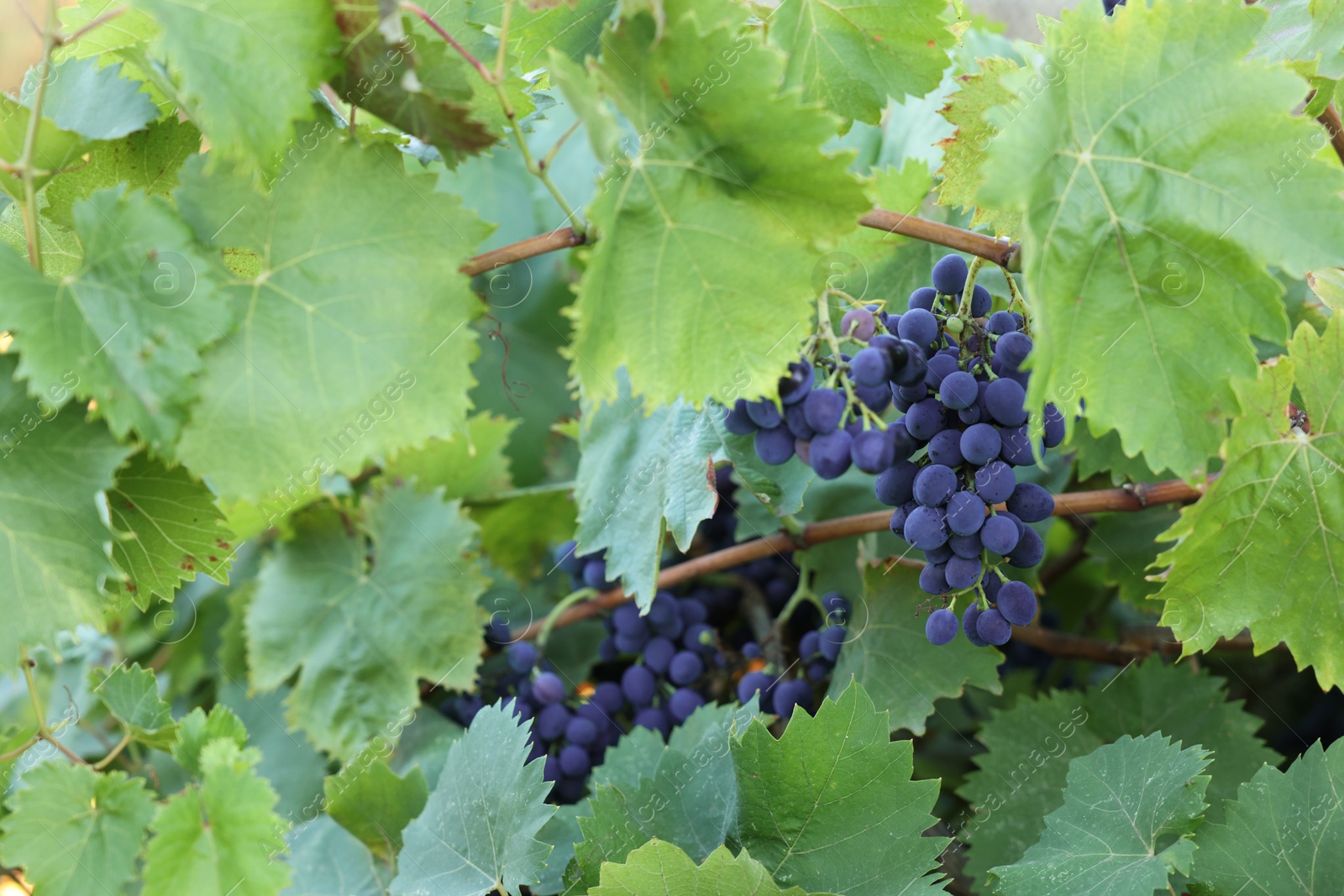 Photo of Ripe juicy grapes growing in vineyard outdoors