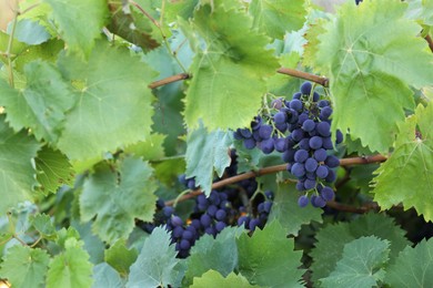 Photo of Ripe juicy grapes growing in vineyard outdoors