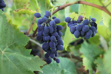 Photo of Ripe juicy grapes growing in vineyard outdoors, closeup