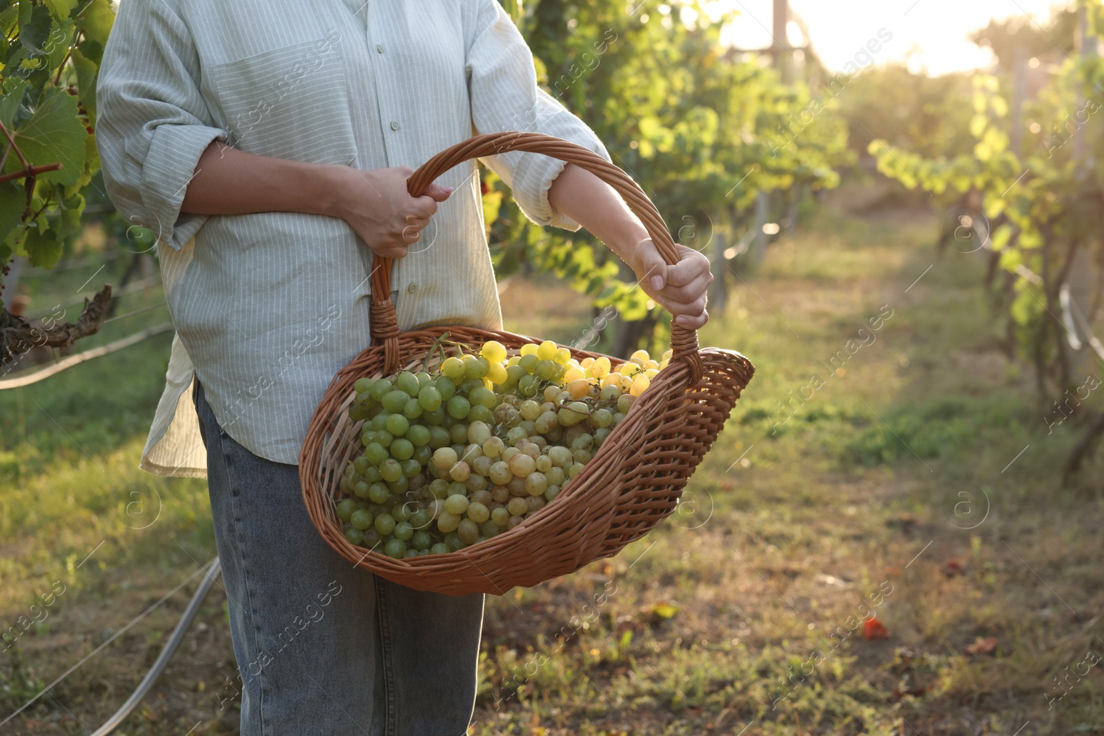 Photo of Farmer with wicker basket of ripe grapes in vineyard, closeup. Space for text