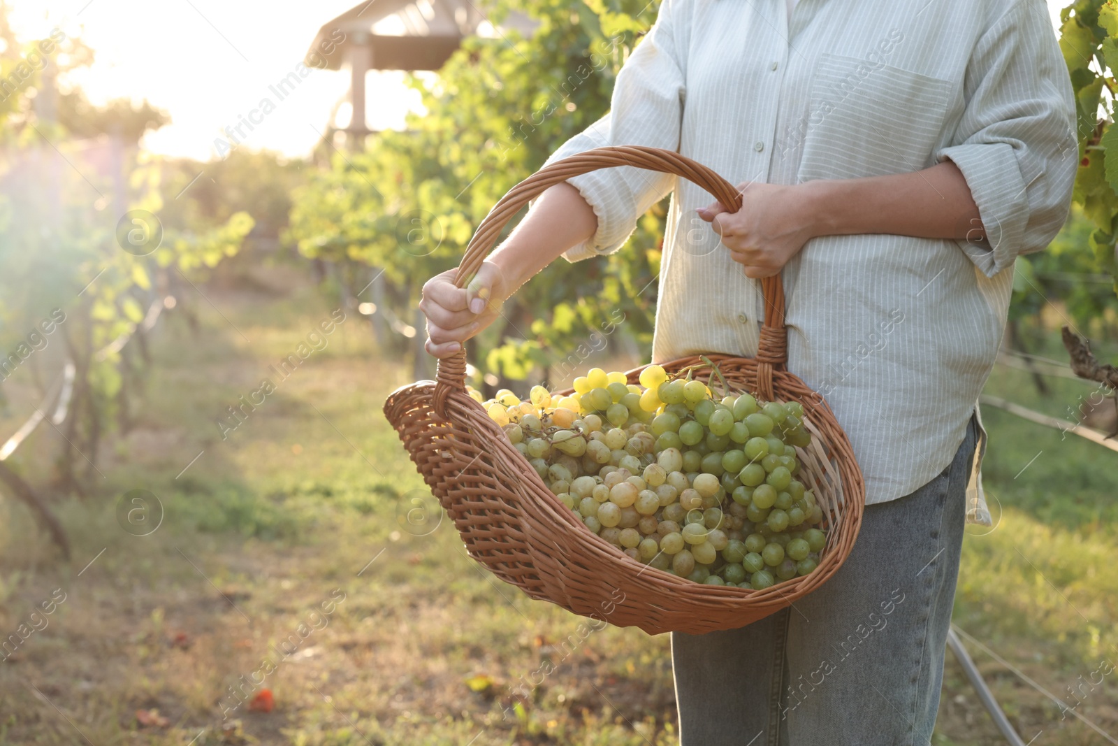 Photo of Farmer with wicker basket of ripe grapes in vineyard, closeup. Space for text