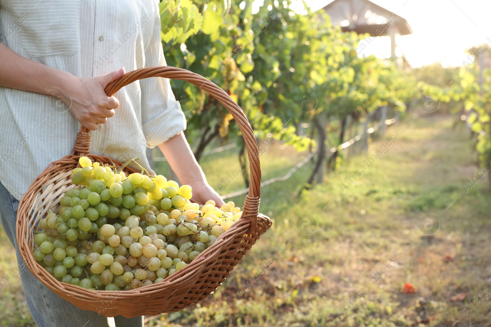 Photo of Farmer with wicker basket of ripe grapes in vineyard, closeup. Space for text