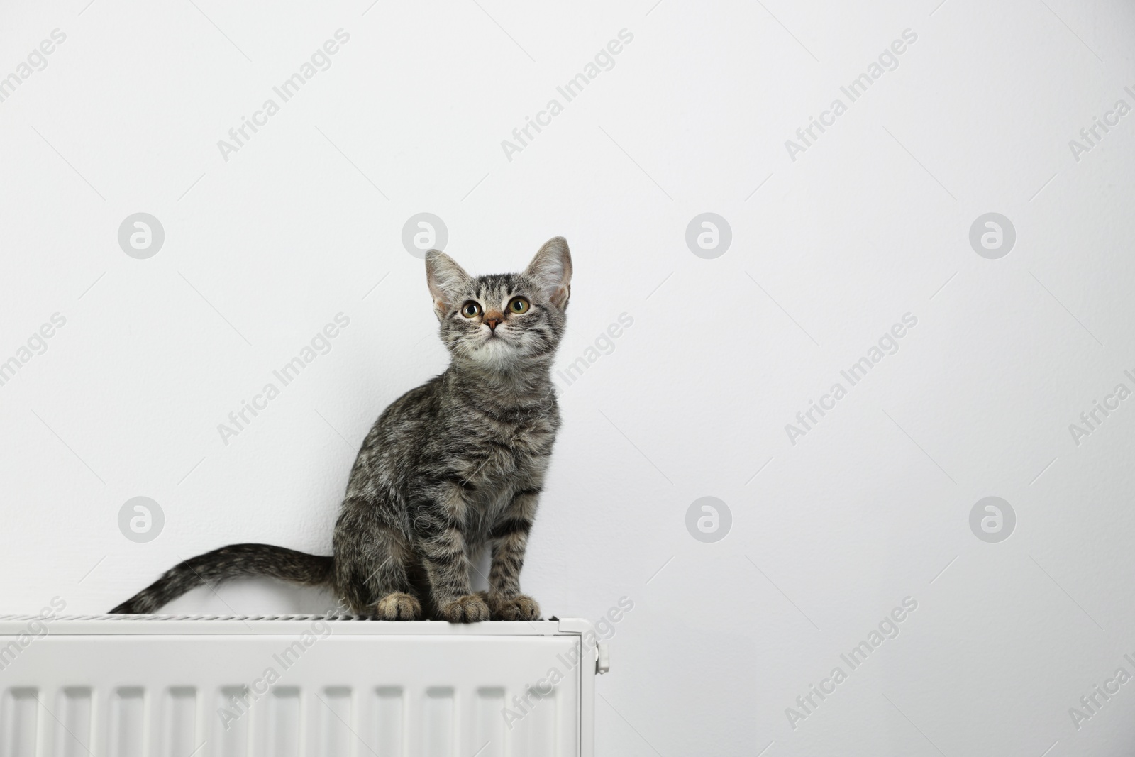 Photo of Cute little kitten on radiator near white wall, space for text