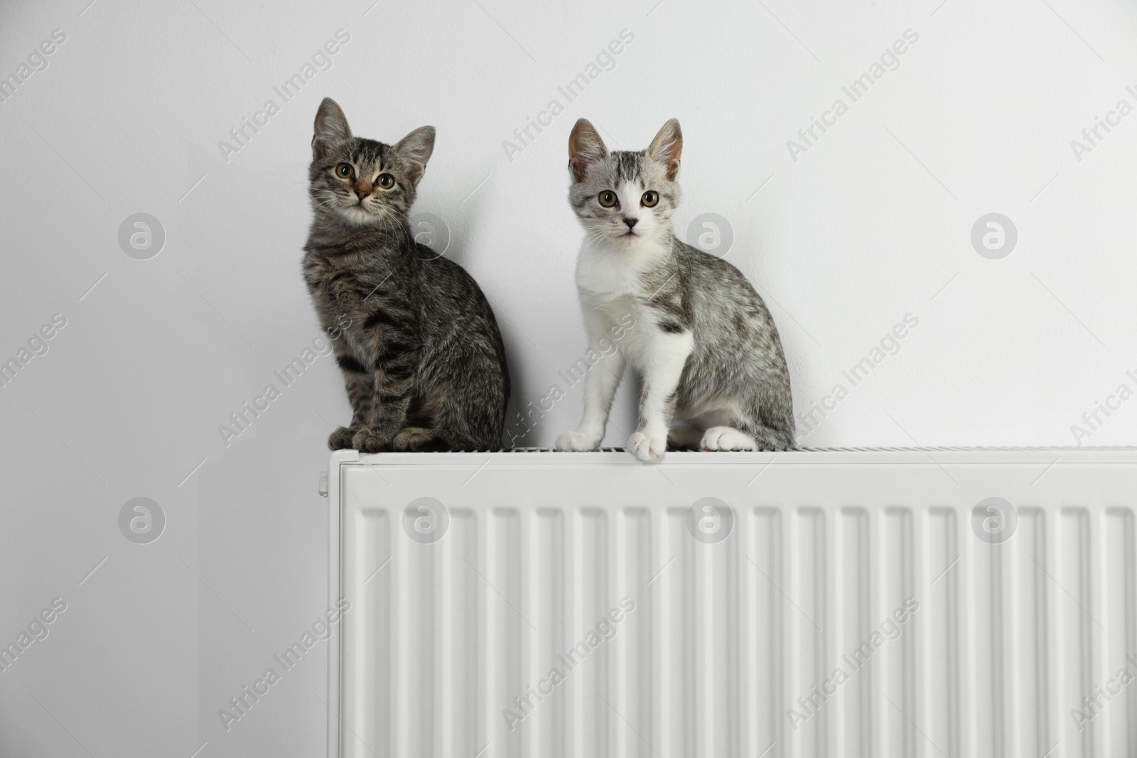 Photo of Cute little kittens on radiator near white wall