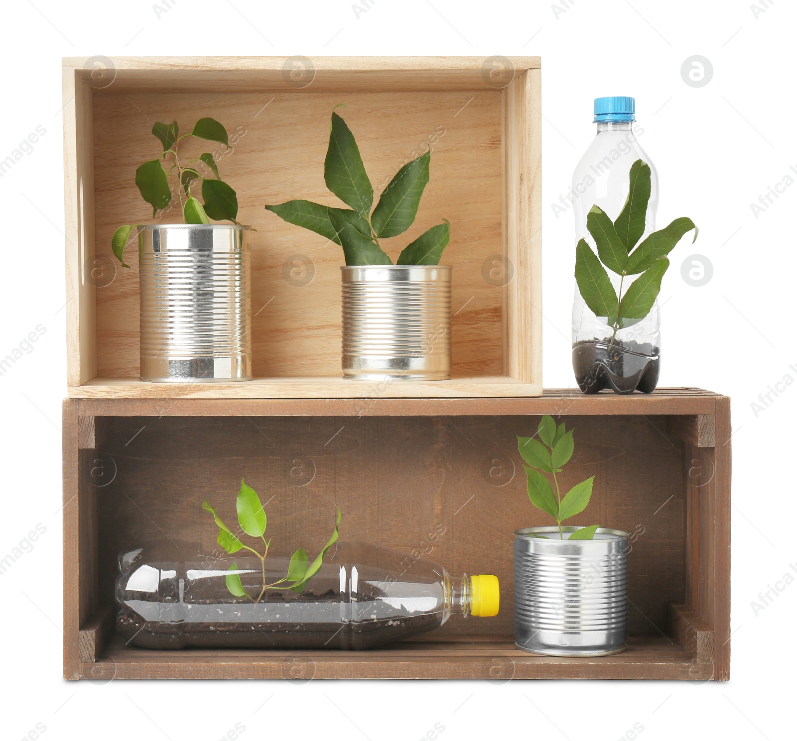 Photo of Recycling concept. Wooden crates with plants in bottles and cans isolated on white