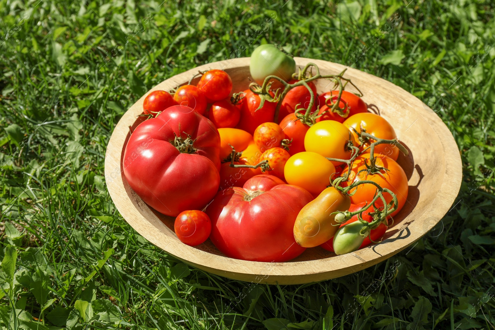 Photo of Different fresh tomatoes in bowl on green grass outdoors