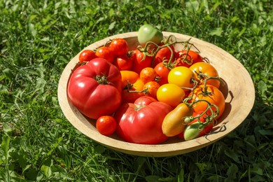 Photo of Different fresh tomatoes in bowl on green grass outdoors