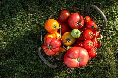 Photo of Different fresh tomatoes in metal basket on green grass outdoors, top view