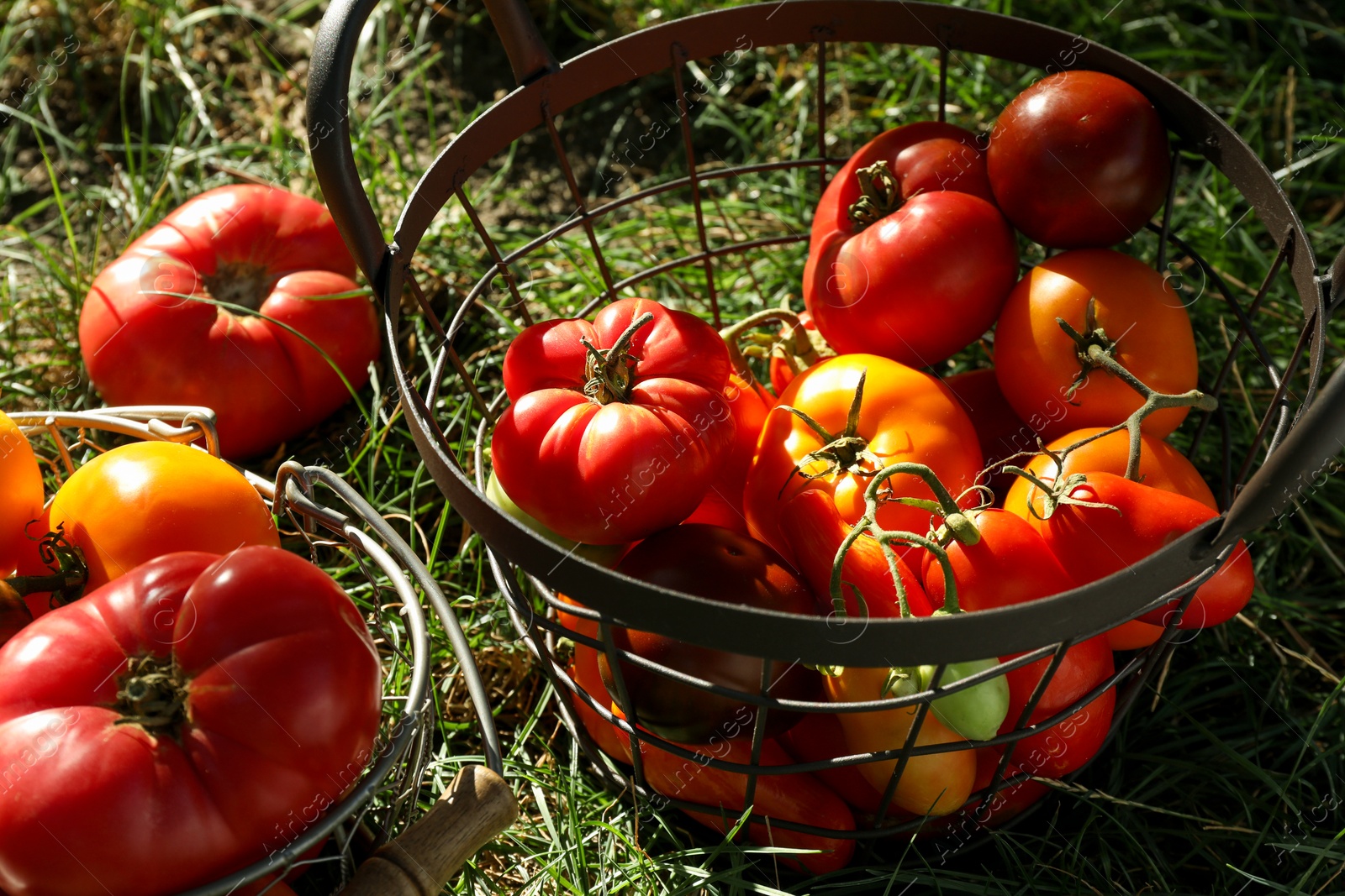 Photo of Different fresh ripe tomatoes in metal baskets on green grass outdoors