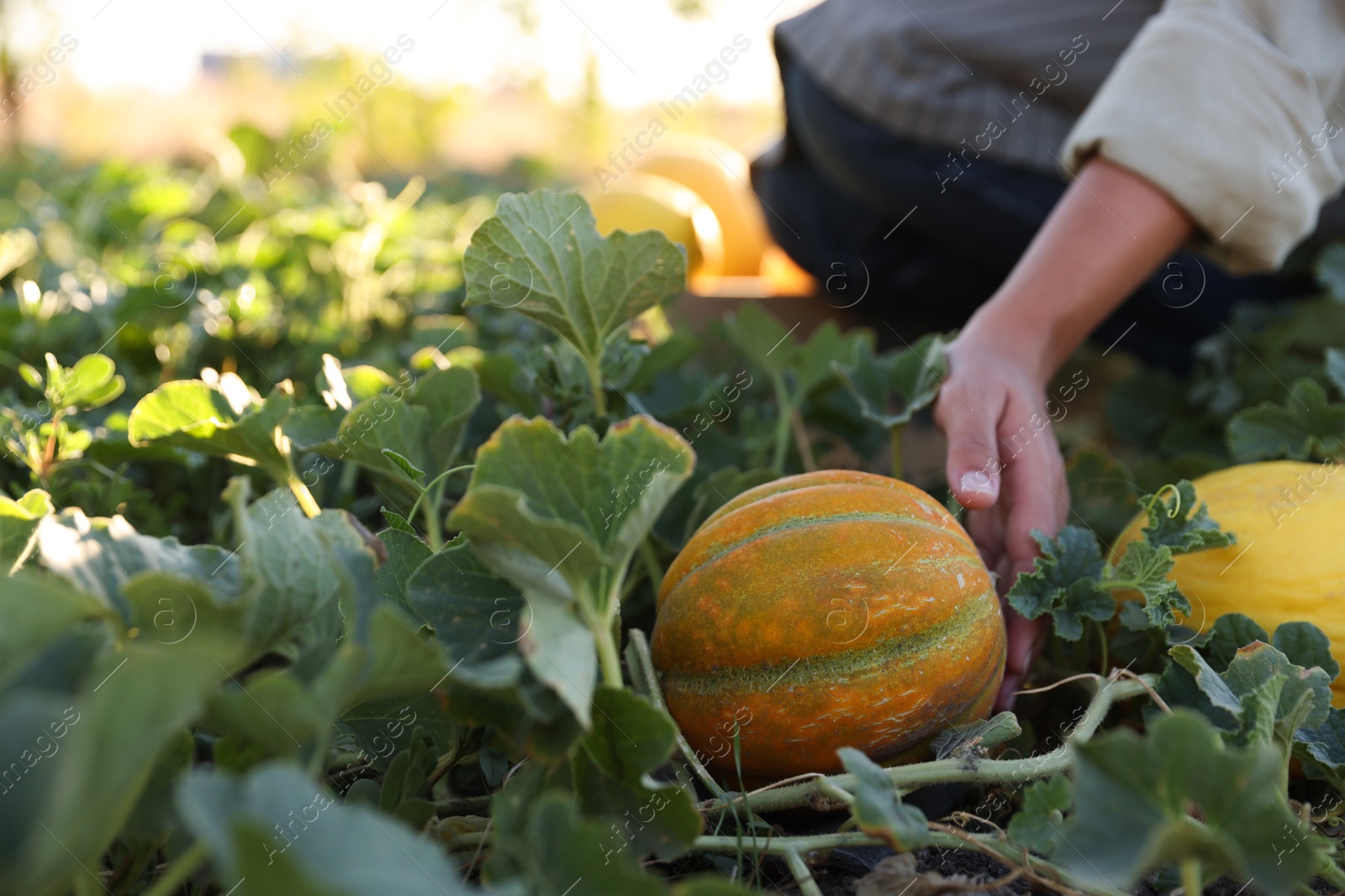 Photo of Woman picking ripe melons in field, closeup