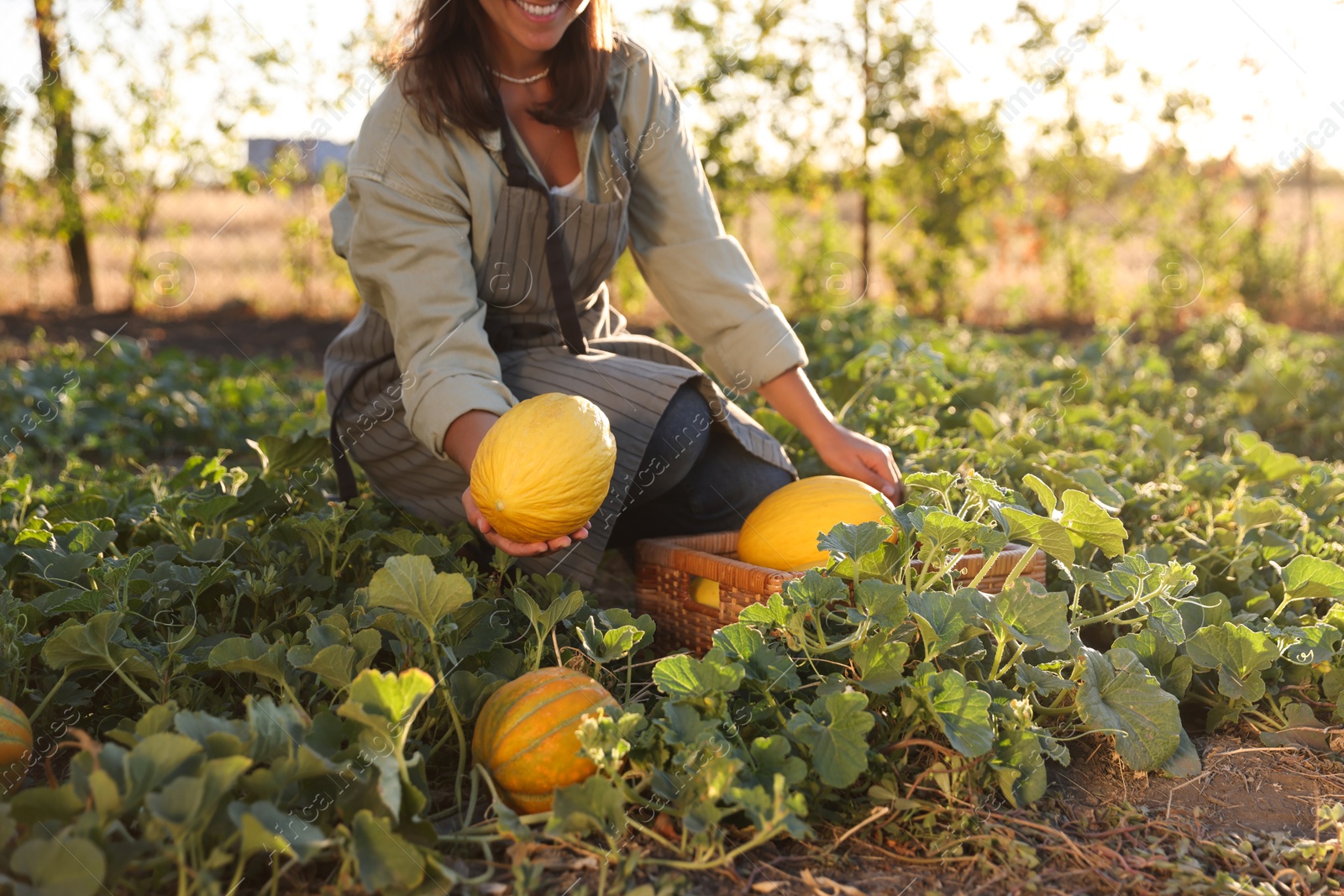 Photo of Woman picking ripe melons in field, closeup