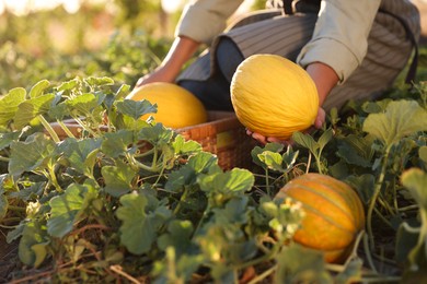 Photo of Woman picking ripe melons in field, closeup