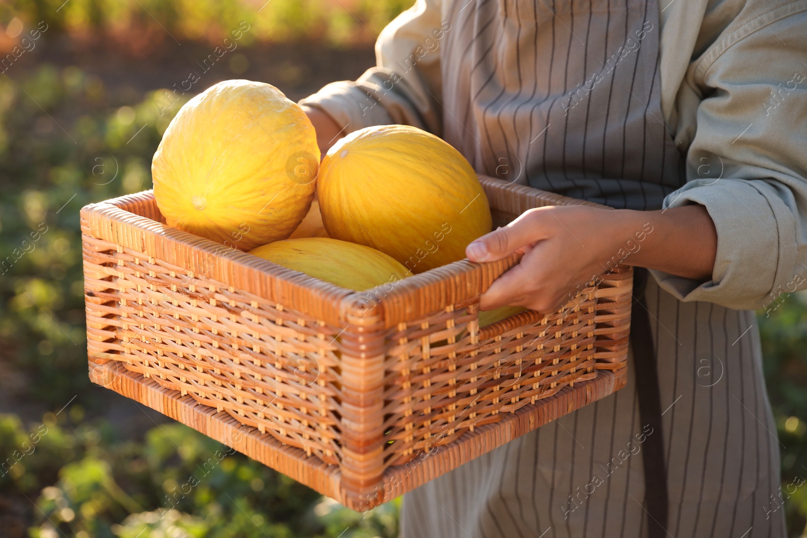 Photo of Woman holding wicker crate of ripe melons in field, closeup