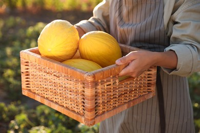 Woman holding wicker crate of ripe melons in field, closeup