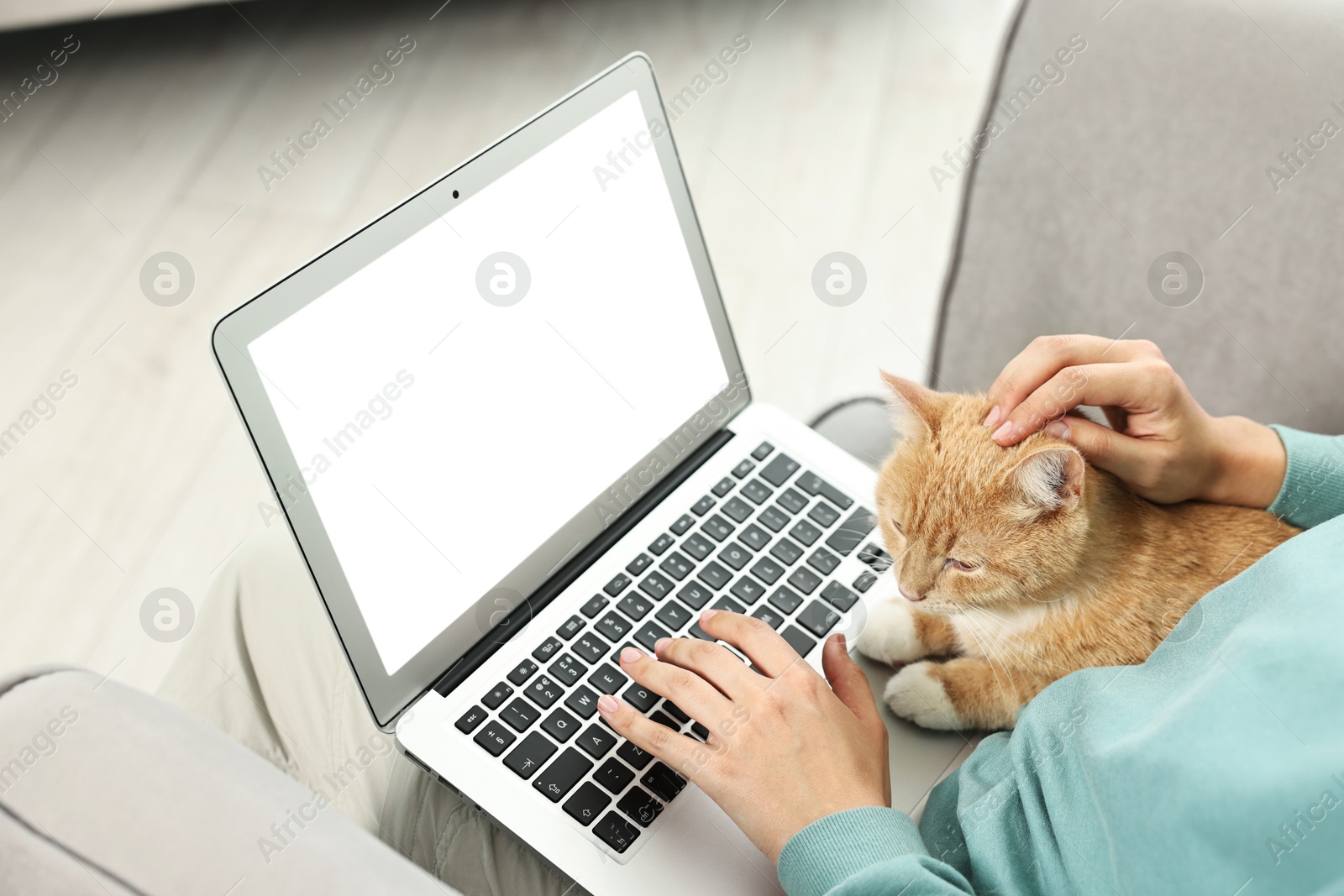 Photo of Online pet shop. Woman with laptop making order and cute cat on sofa at home, closeup