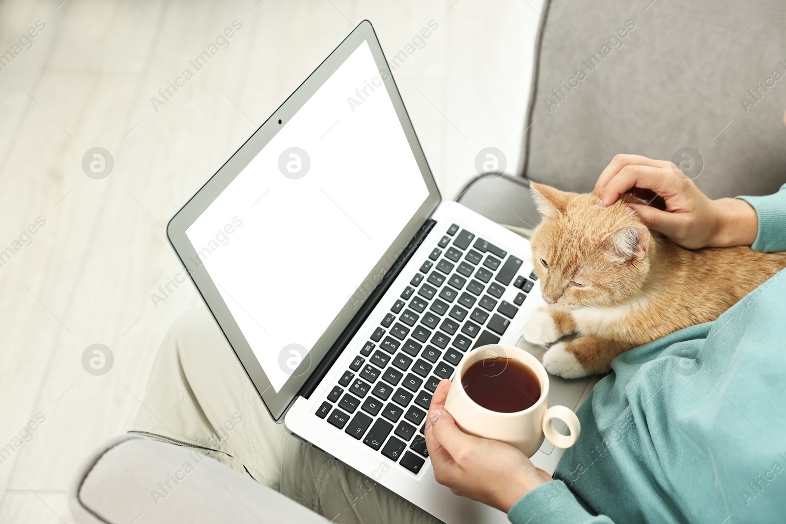 Photo of Online pet shop. Woman with laptop, cute cat and cup of tea making order on sofa at home, closeup