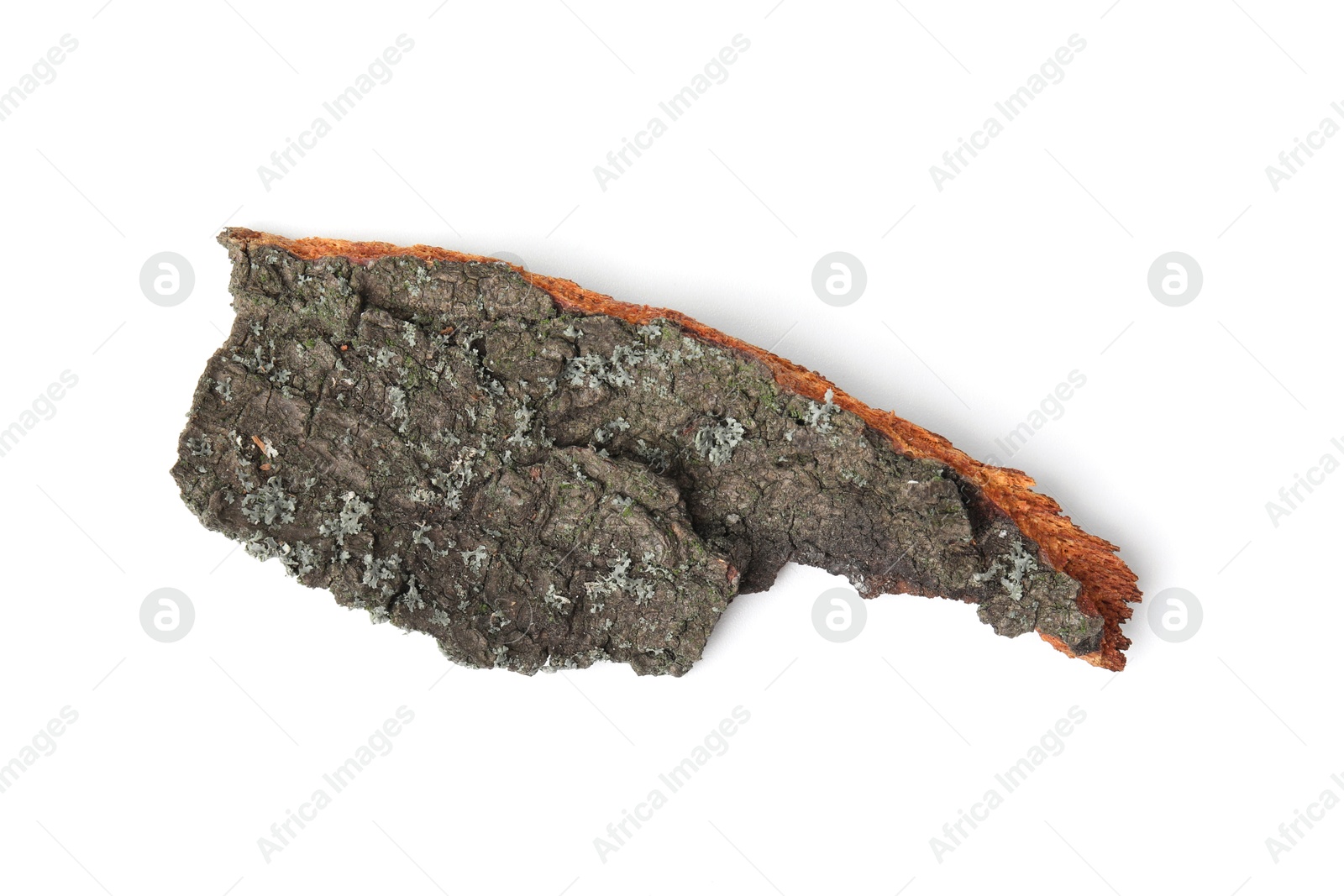 Photo of One piece of tree bark isolated on white, top view