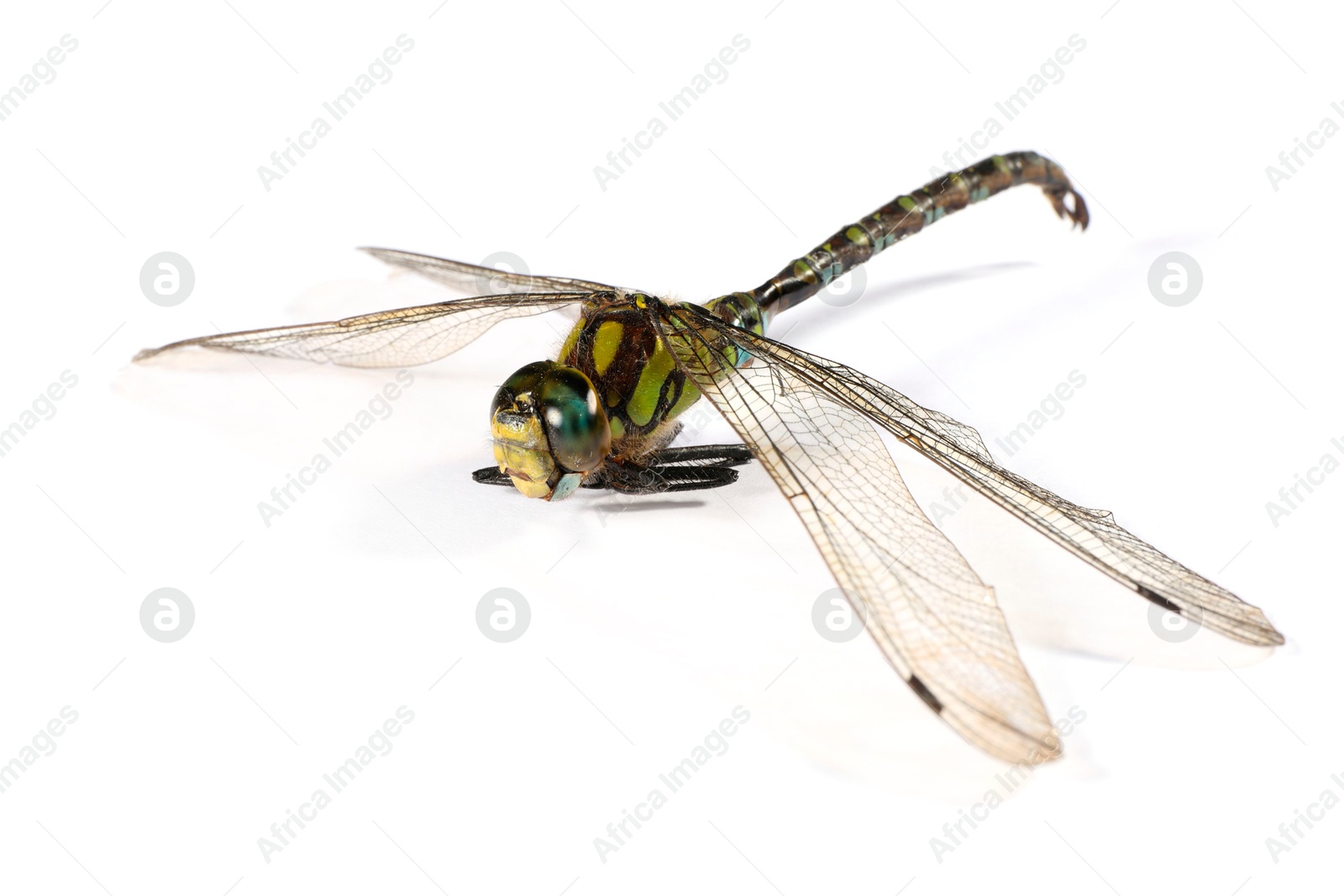 Photo of One dragonfly isolated on white. Beautiful insect