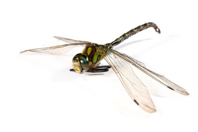 One dragonfly isolated on white. Beautiful insect