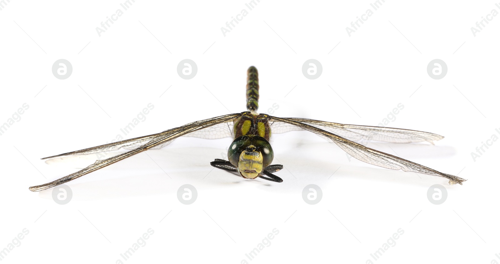 Photo of One dragonfly isolated on white. Beautiful insect