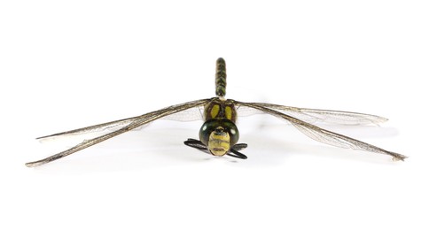 One dragonfly isolated on white. Beautiful insect