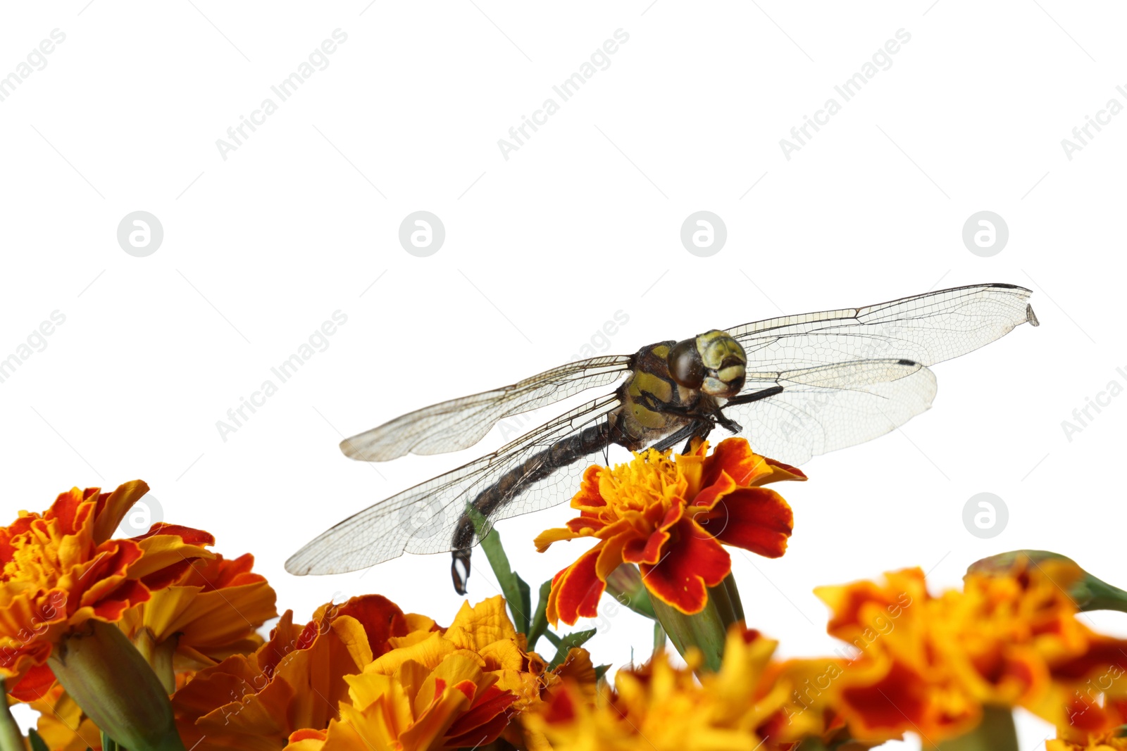 Photo of Beautiful dragonfly on flower against white background