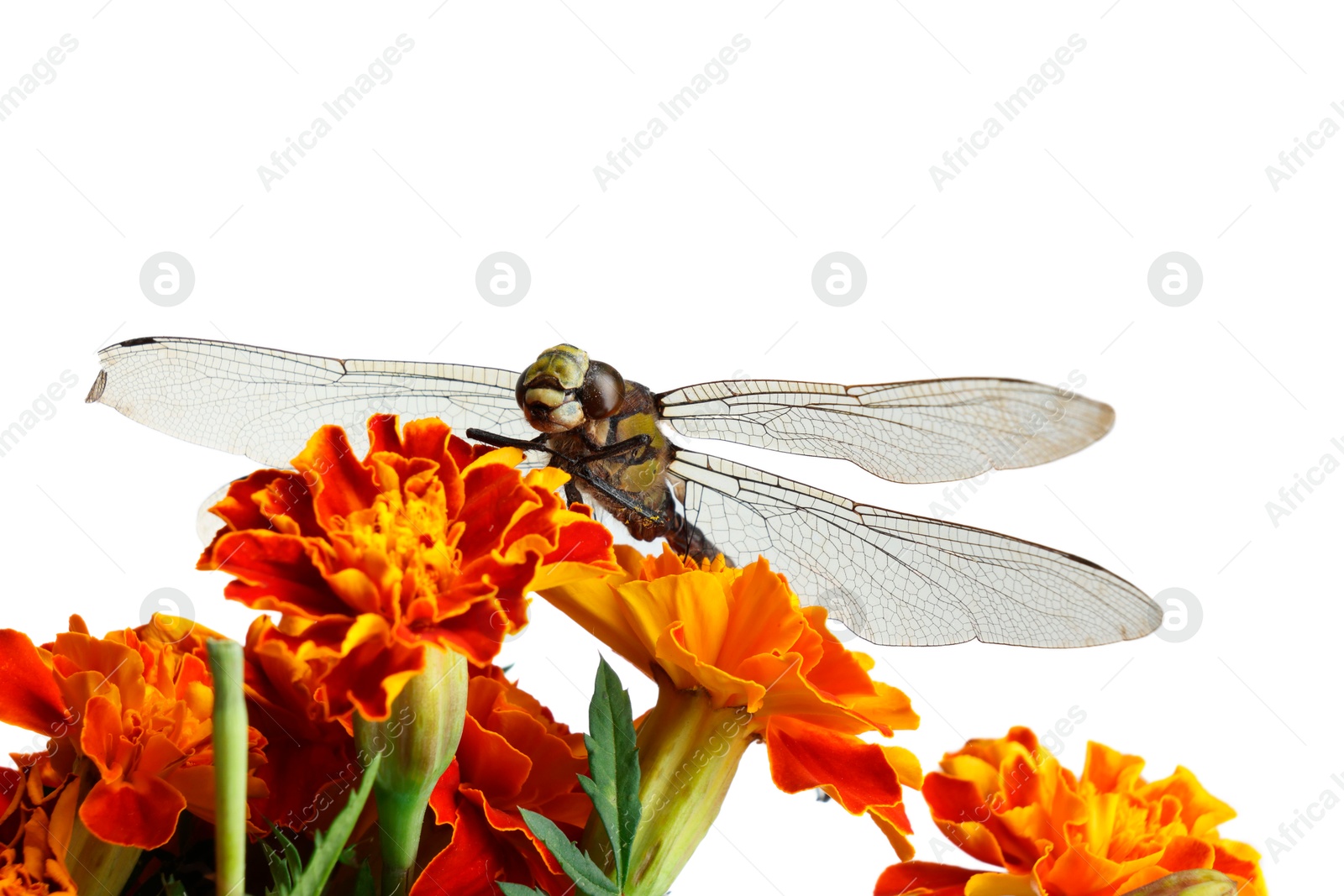 Photo of Beautiful dragonfly on flower against white background