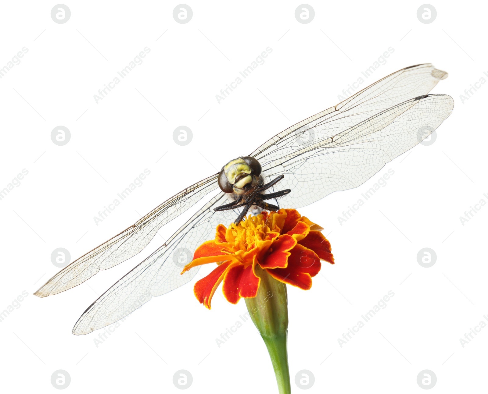 Photo of Beautiful dragonfly on flower against white background