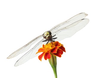 Beautiful dragonfly on flower against white background