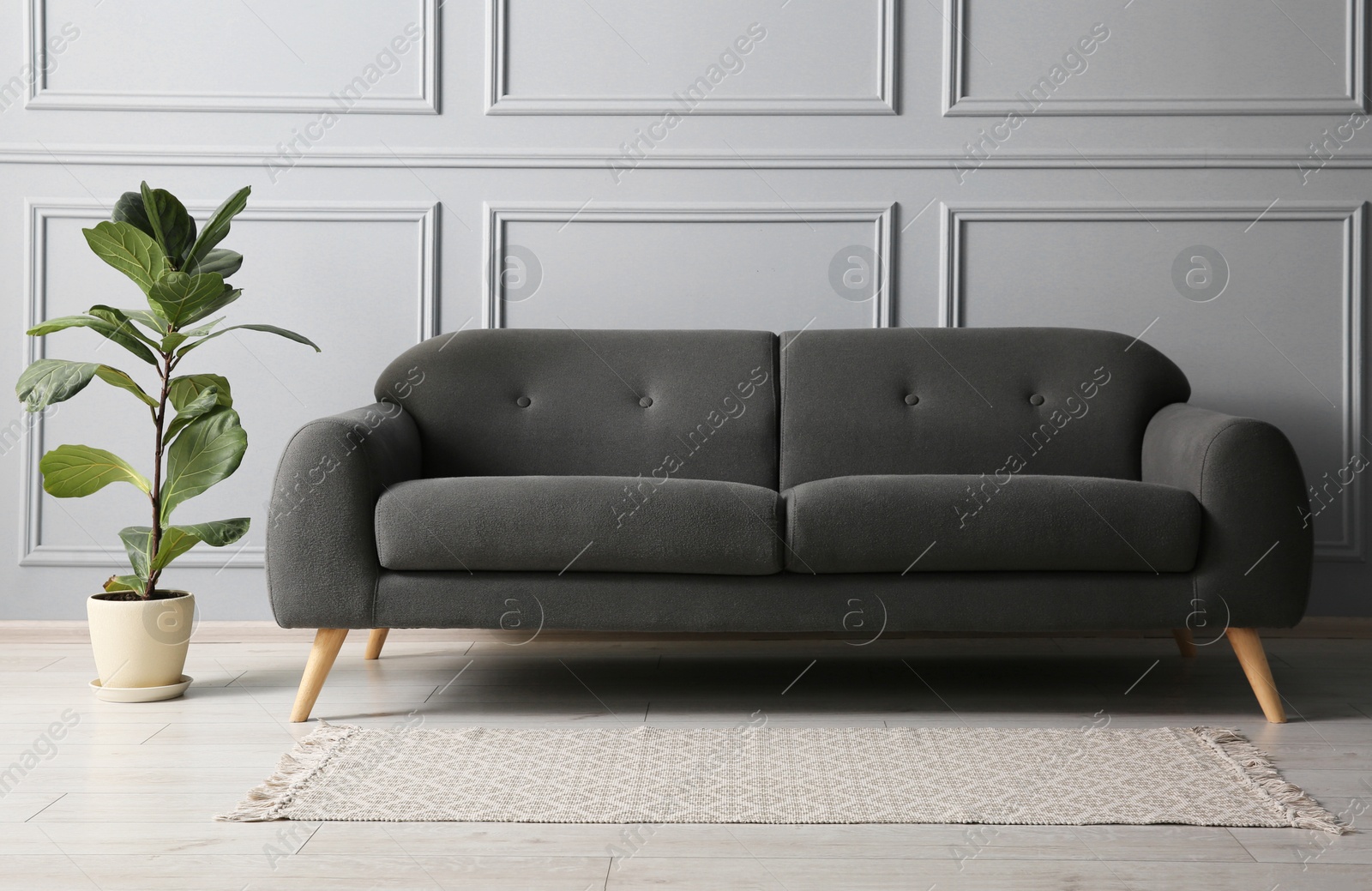 Photo of Stylish sofa and green plant near grey wall