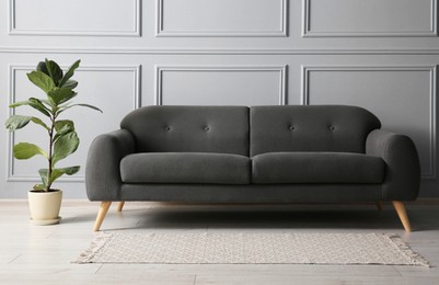 Stylish sofa and green plant near grey wall