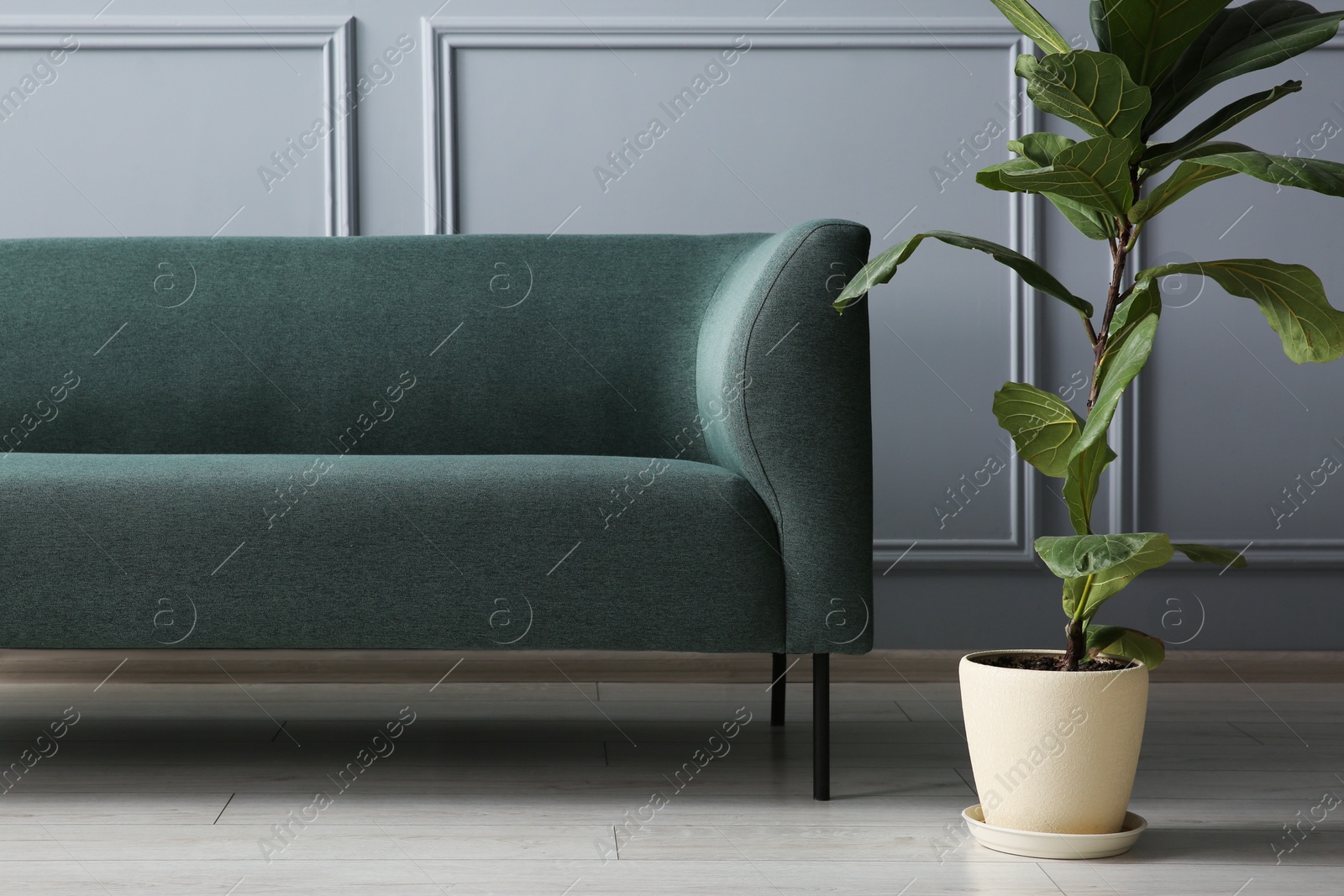 Photo of Stylish sofa and green plant near grey wall