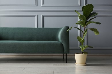 Photo of Stylish sofa and green plant near grey wall