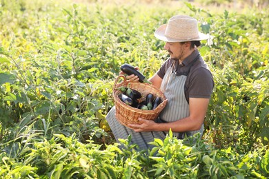 Photo of Farmer harvesting ripe eggplants in field on sunny day