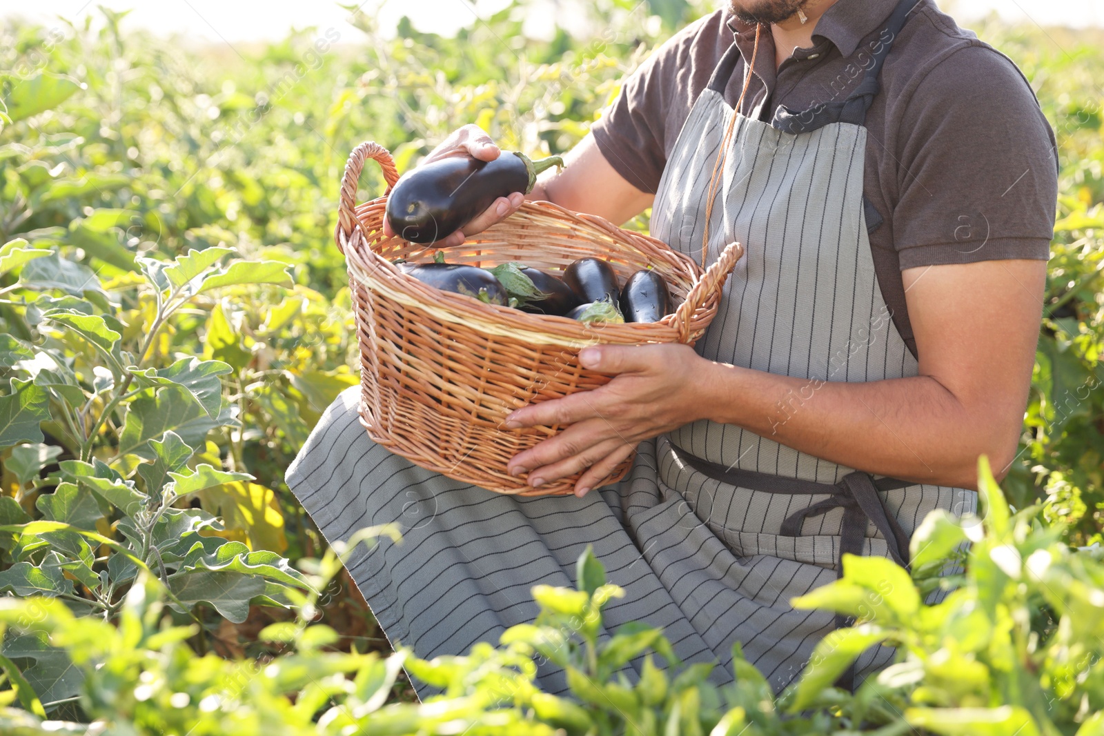 Photo of Farmer harvesting ripe eggplants in field on sunny day, closeup