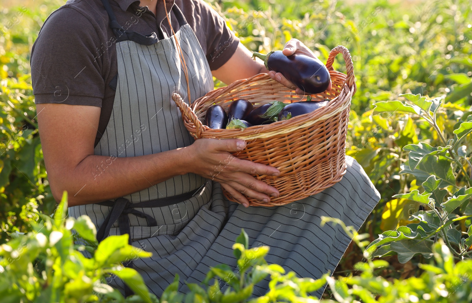 Photo of Farmer harvesting ripe eggplants in field on sunny day, closeup