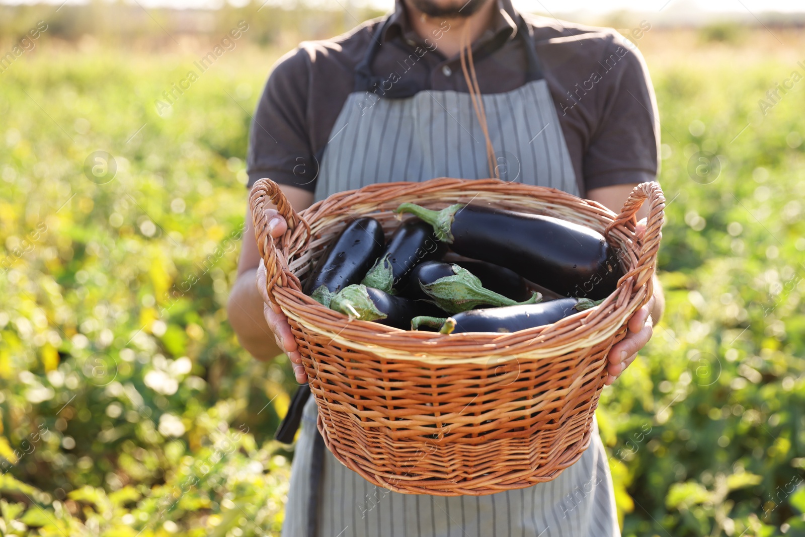 Photo of Harvesting season. Farmer holding wicker basket with eggplants in field on sunny day, closeup