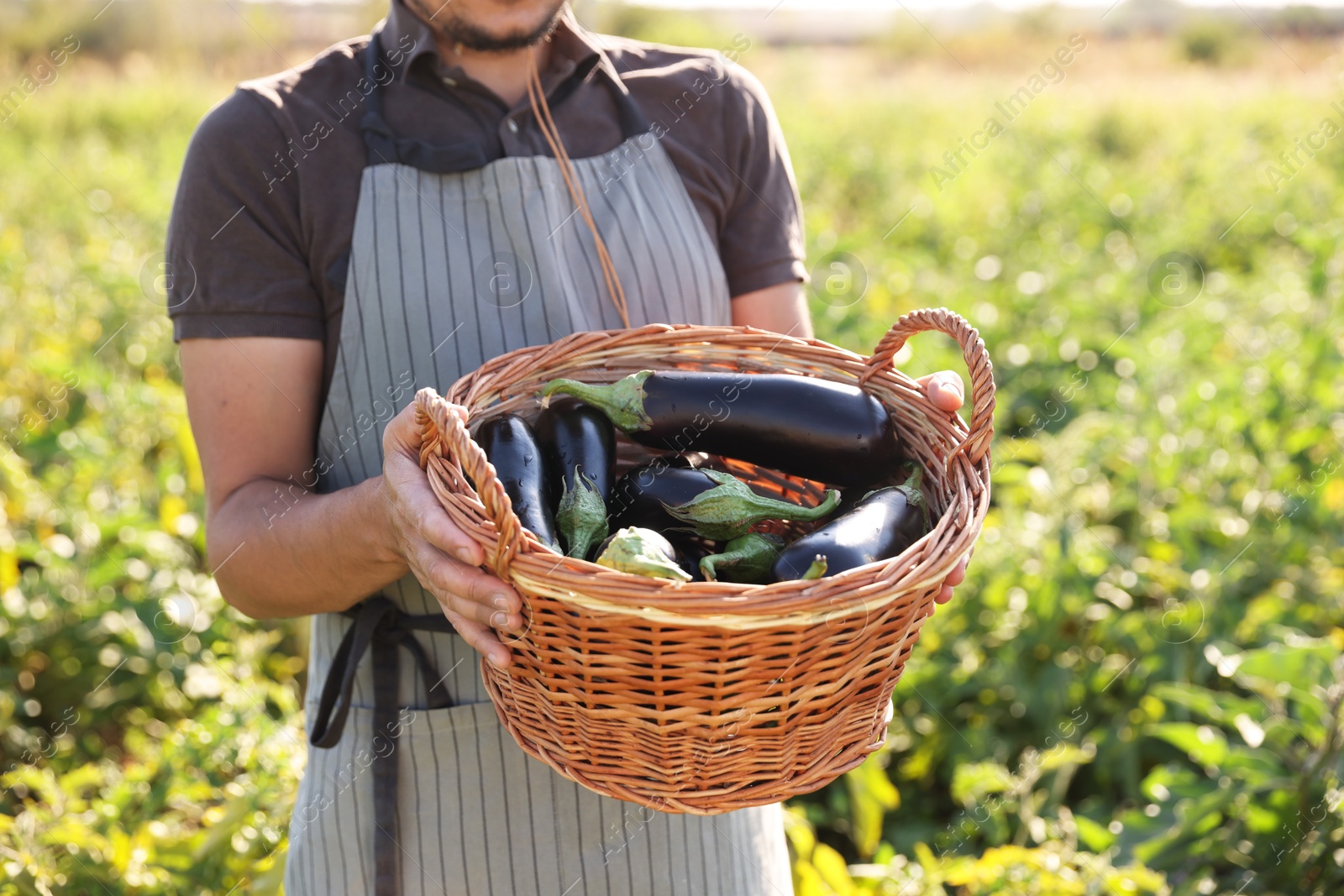 Photo of Harvesting season. Farmer holding wicker basket with eggplants in field on sunny day, closeup