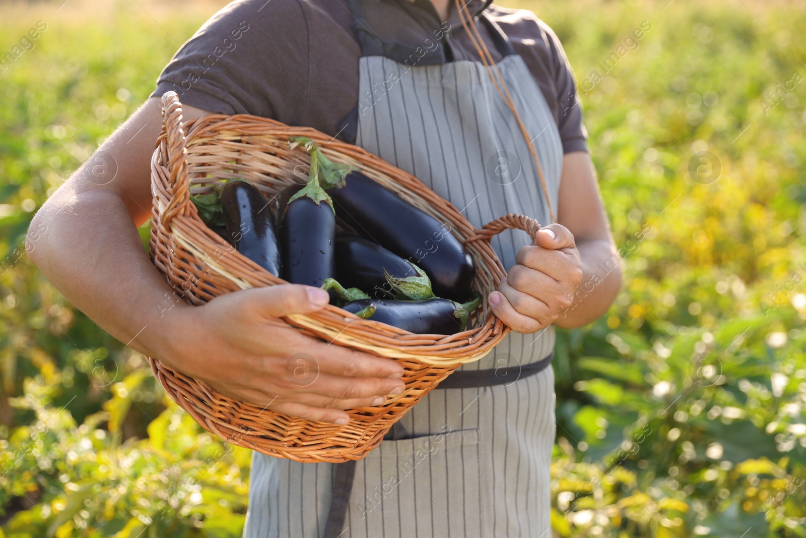 Photo of Harvesting season. Farmer holding wicker basket with eggplants in field on sunny day, closeup