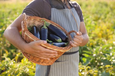 Photo of Harvesting season. Farmer holding wicker basket with eggplants in field on sunny day, closeup