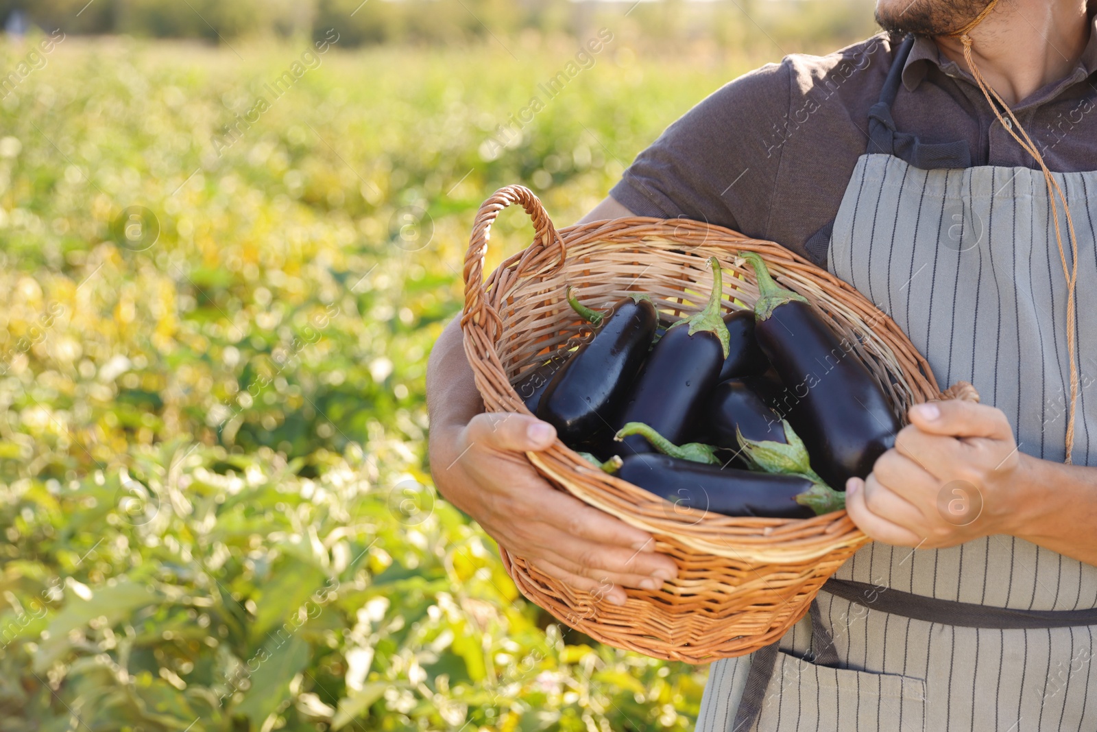 Photo of Harvesting season. Farmer holding wicker basket with eggplants in field on sunny day, closeup. Space for text